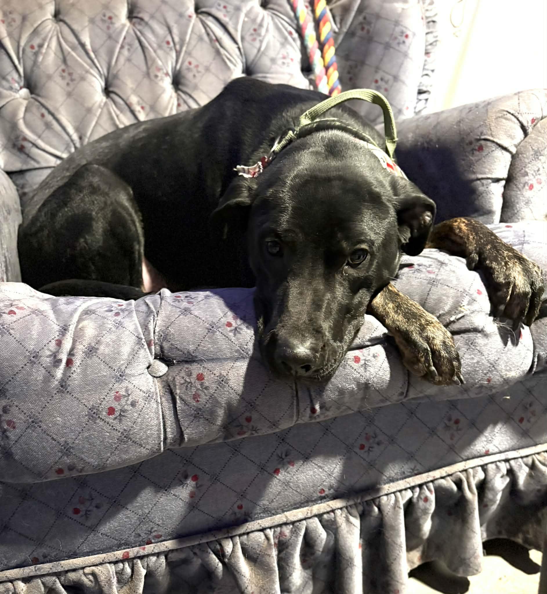 Enlarge Azriel, a ADOPTABLE mixed breed in morgantown, WV image 3/4