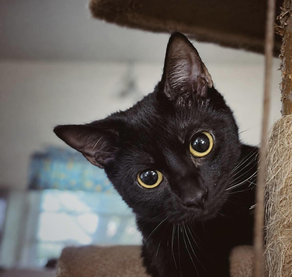 Booboo (Billy), Adoptable, Young Male Domestic Short Hair.