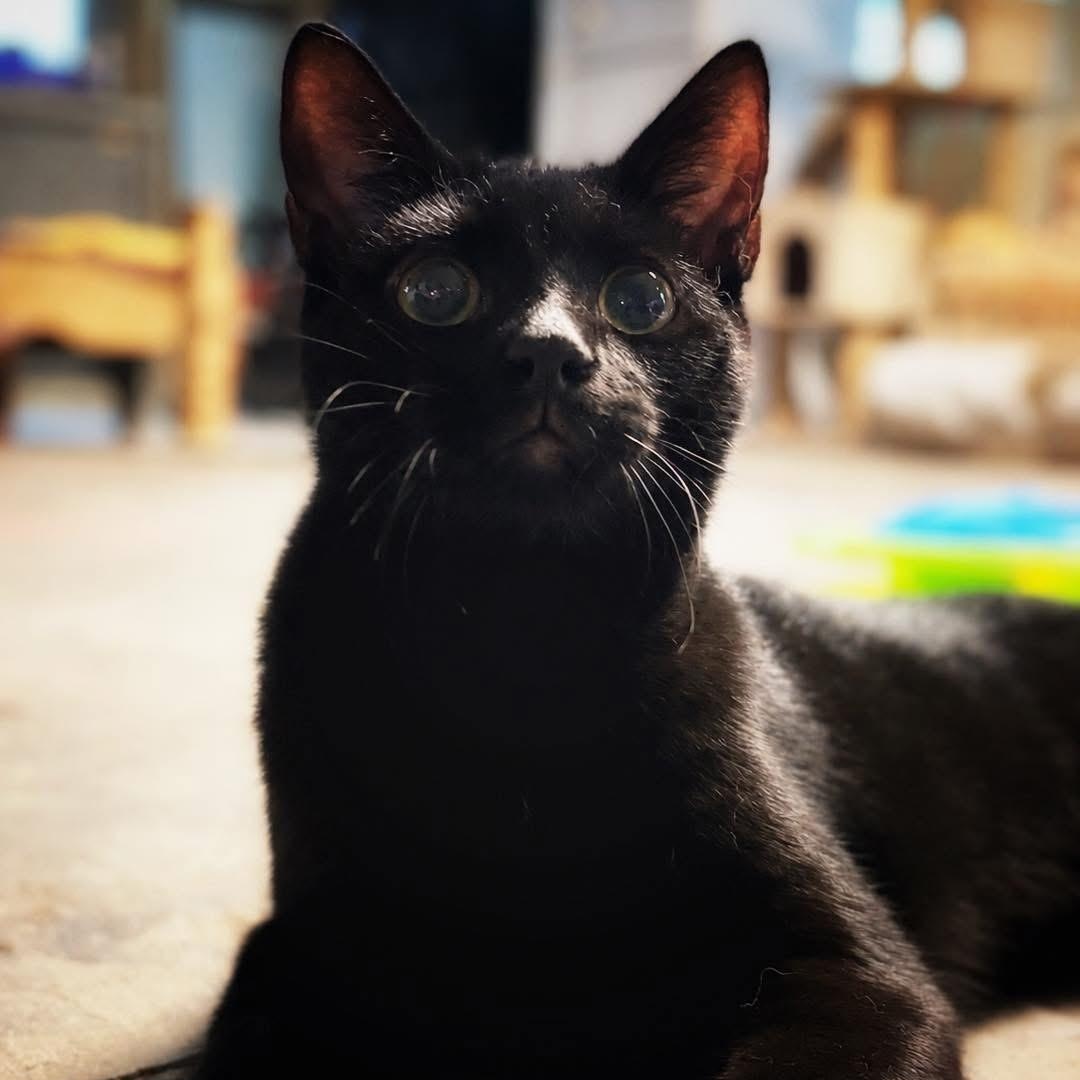 Enlarge Booboo (Billy), a Adoptable Domestic Short Hair in Ford City, PA image 2/3