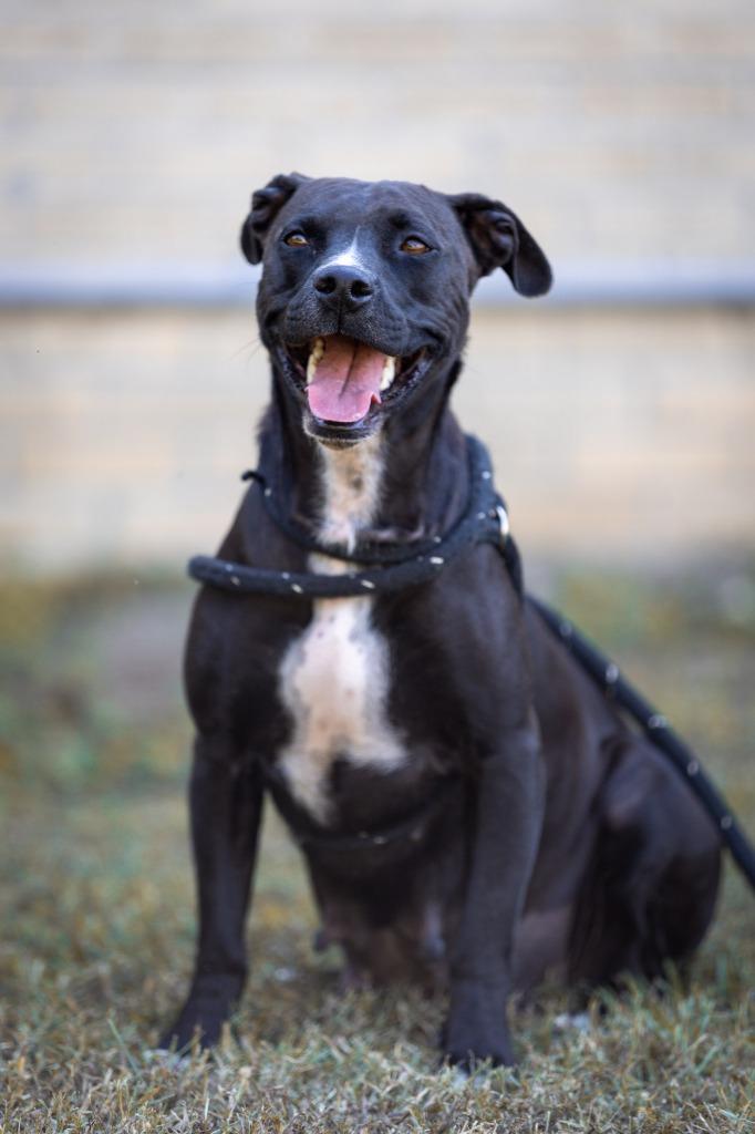 Elvira, Adoptable, Adult Female Staffordshire Bull Terrier.