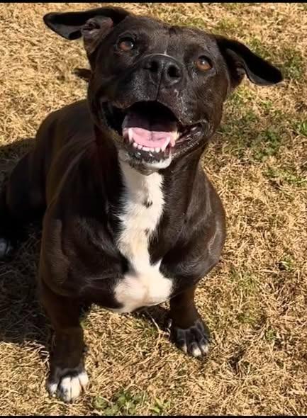 Enlarge Elvira, a Adoptable mixed breed in East Ridge, TN image 1/3