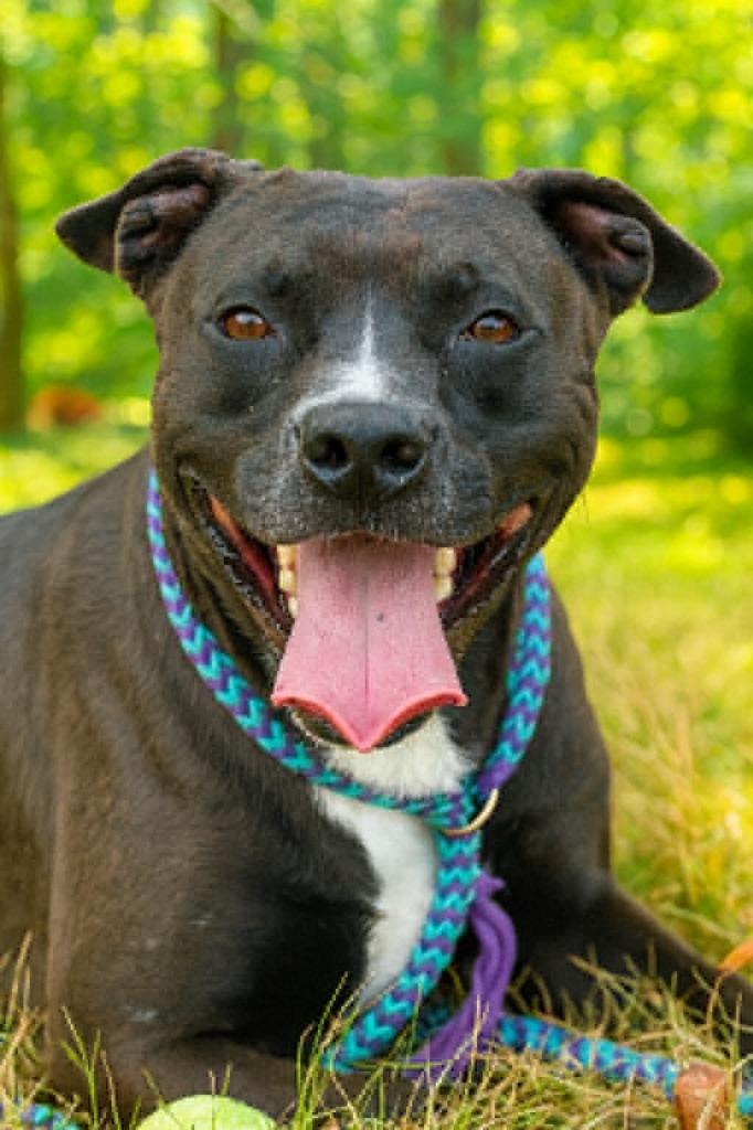 Elvira, a Adoptable mixed breed in East Ridge, TN image 2/3