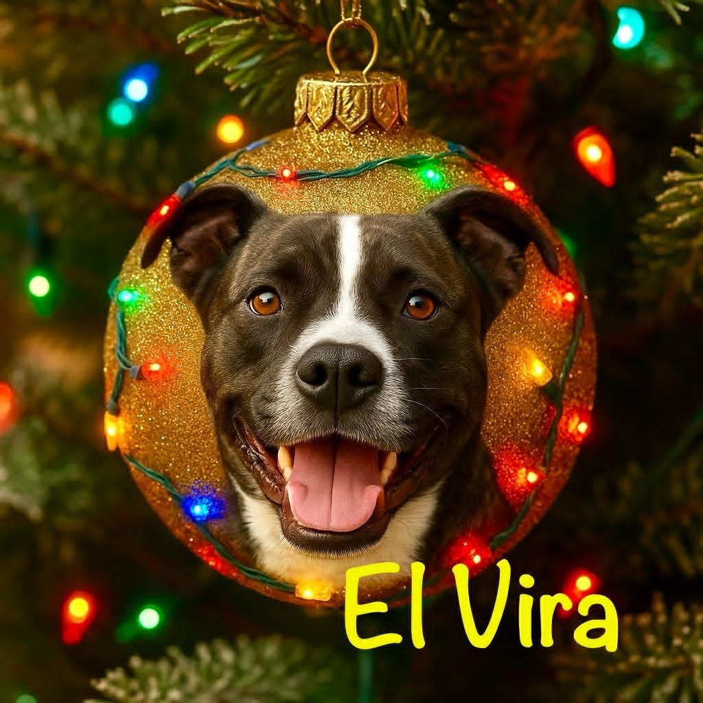 Elvira, a Adoptable mixed breed in East Ridge, TN image 3/3
