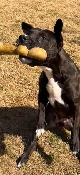 Enlarge Elvira, a Adoptable mixed breed in East Ridge, TN image 2/3