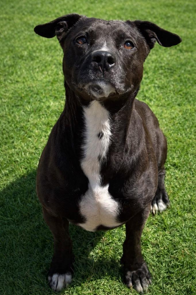 Enlarge Elvira, a Adoptable mixed breed in East Ridge, TN image 3/3