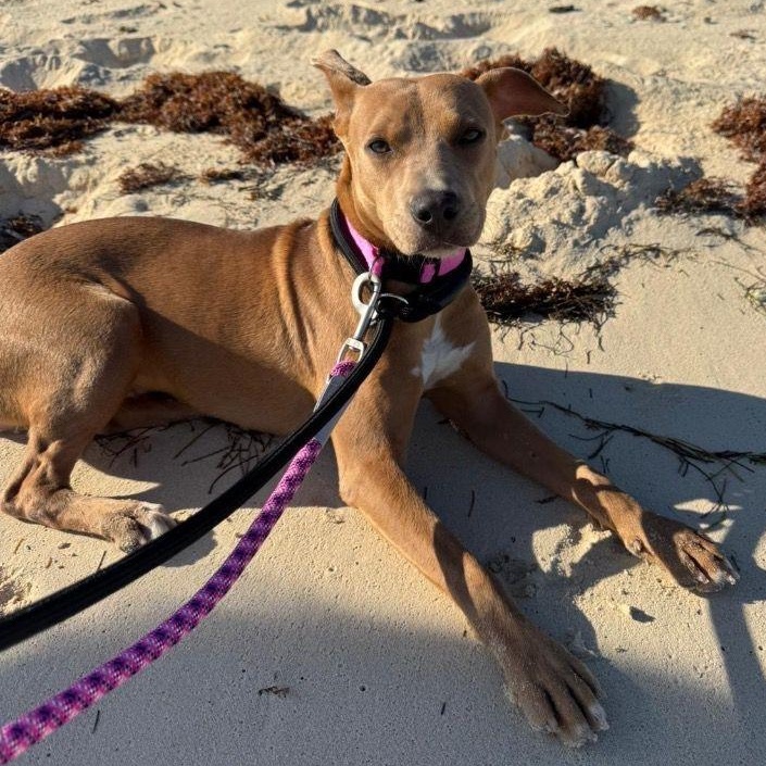 Enlarge Cameron, a ADOPTABLE Mixed Breed in Thornhill, ON image 1/1