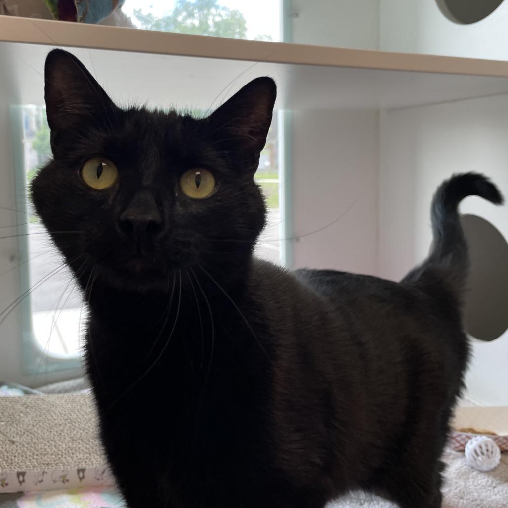 Midnight, Adoptable, Adult Male Domestic Short Hair.