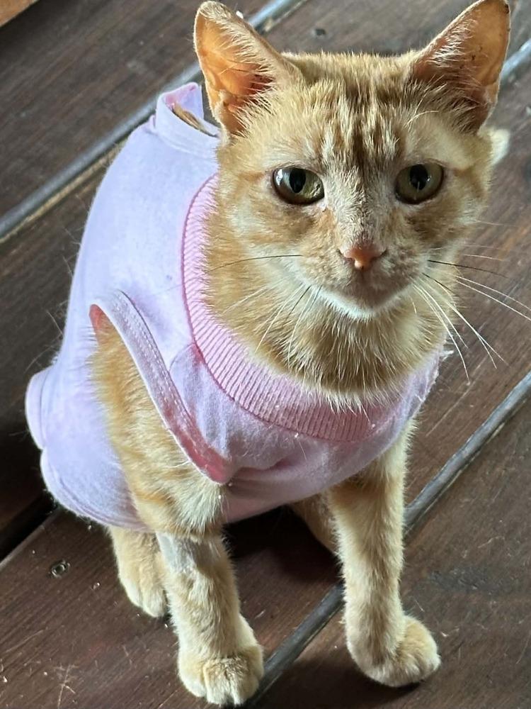 Suzy, Adoptable, Young Female Domestic Short Hair.