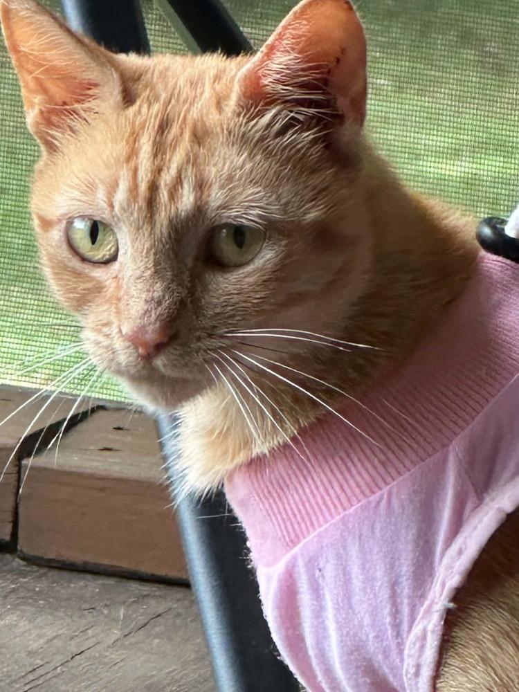 Suzy, a Adoptable Domestic Short Hair in GREENVILLE, SC image 2/3
