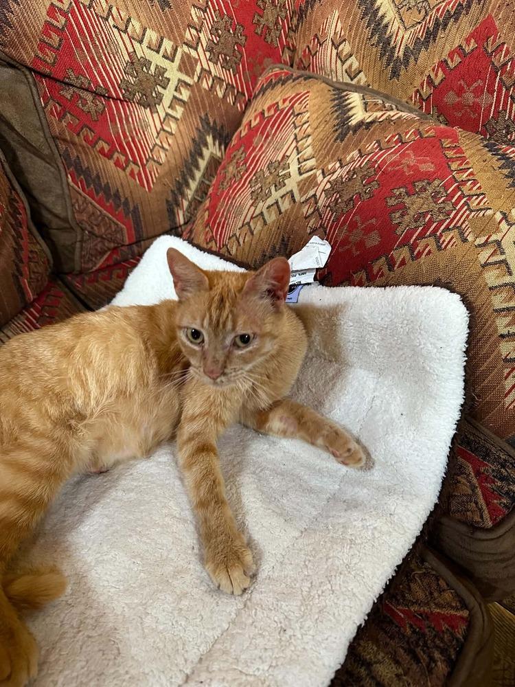 Suzy, a Adoptable Domestic Short Hair in GREENVILLE, SC image 3/3
