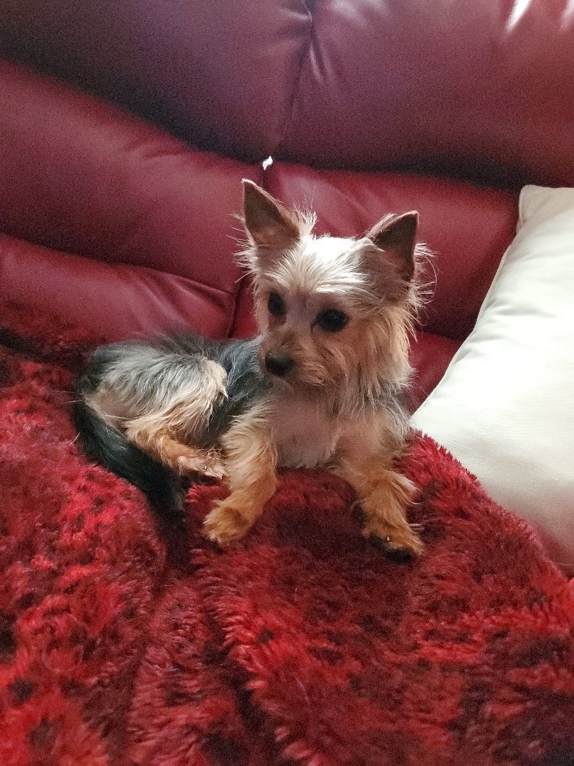 Remington ( Remy), a Adoptable Yorkshire Terrier in Wichita, KS image 1/2