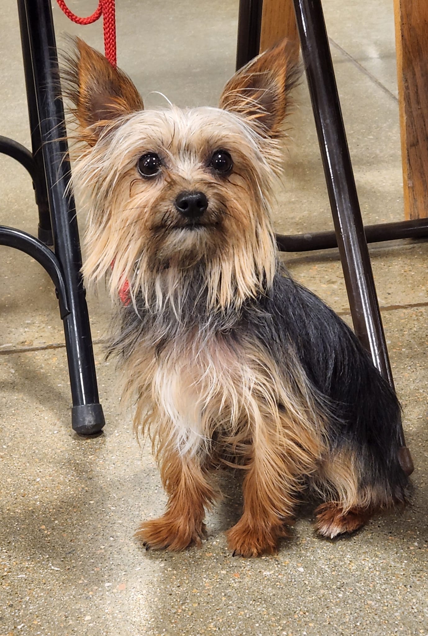 Remington ( Remy), a Adoptable Yorkshire Terrier in Wichita, KS image 2/2