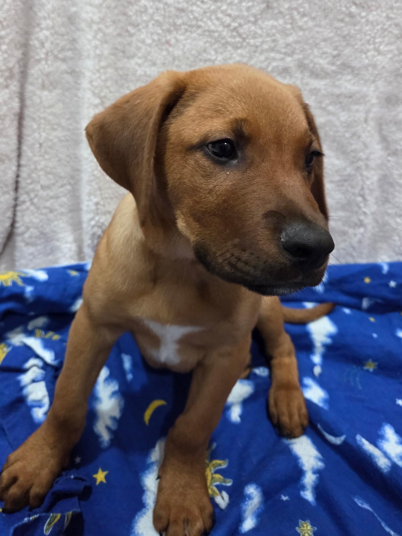 Enlarge Hans Solo, an adopted mixed breed in White Lake, MI image 5/6