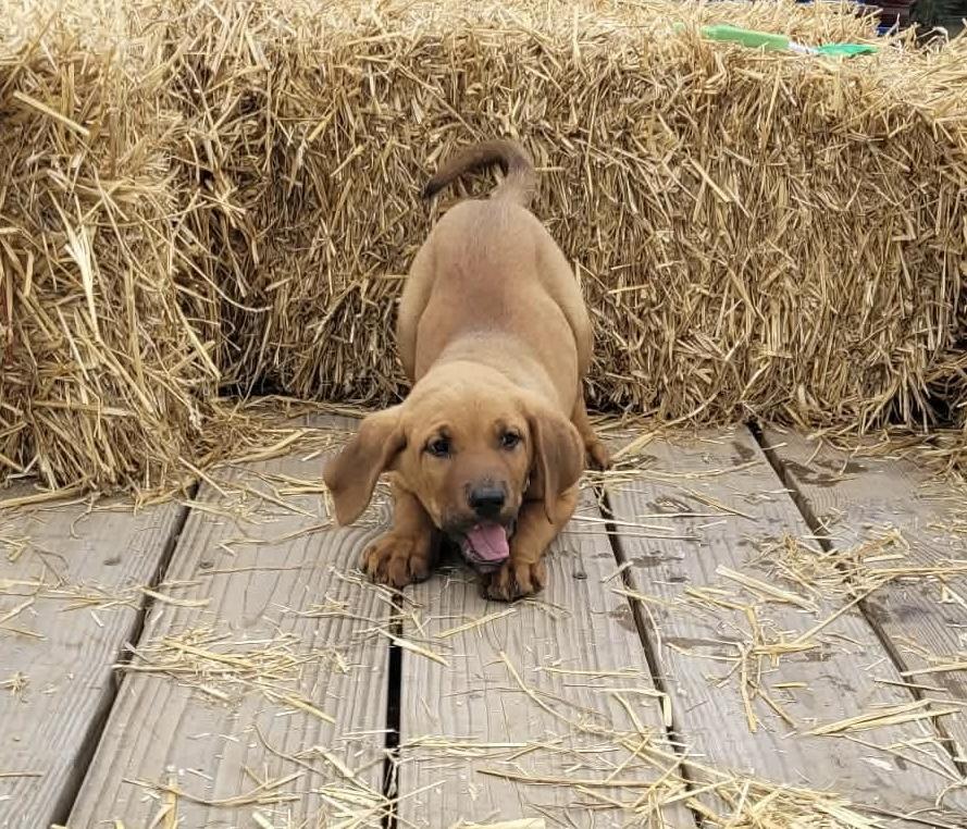 Enlarge Hans Solo, a ADOPTABLE mixed breed in White Lake, MI image 1/2