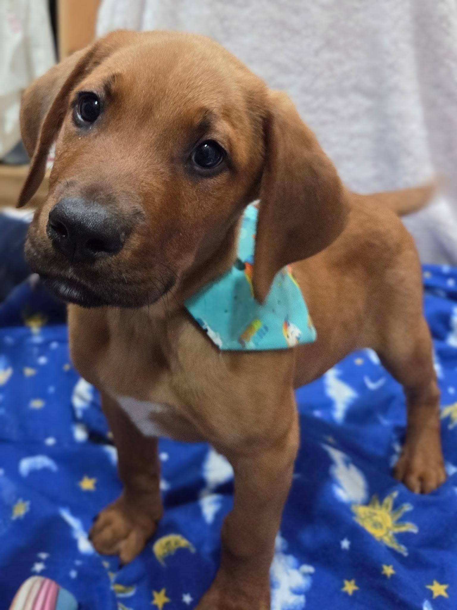 Hans Solo, ADOPTABLE, Puppy Male Beagle & Boxer.