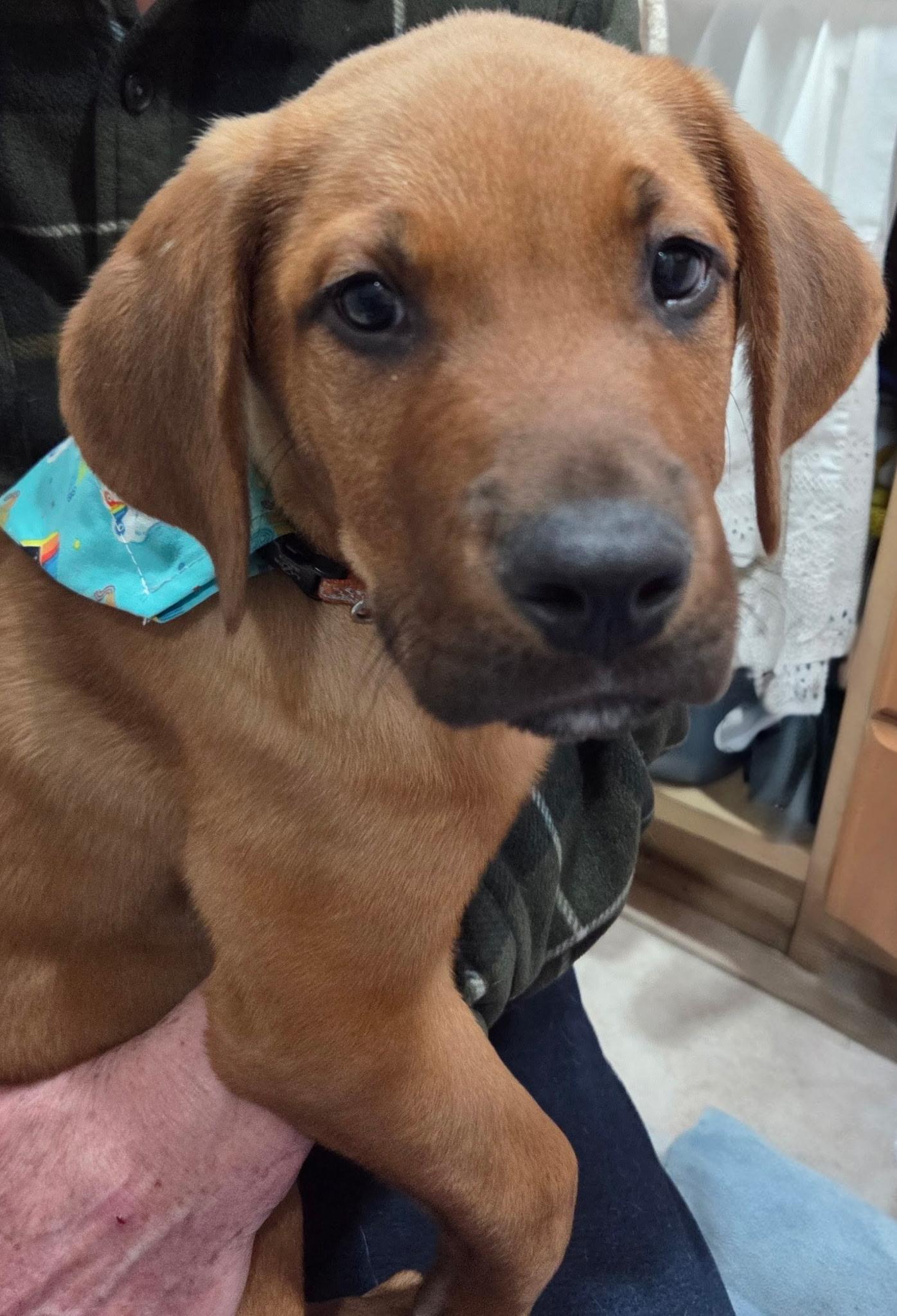 Enlarge Hans Solo, an adopted mixed breed in White Lake, MI image 6/6