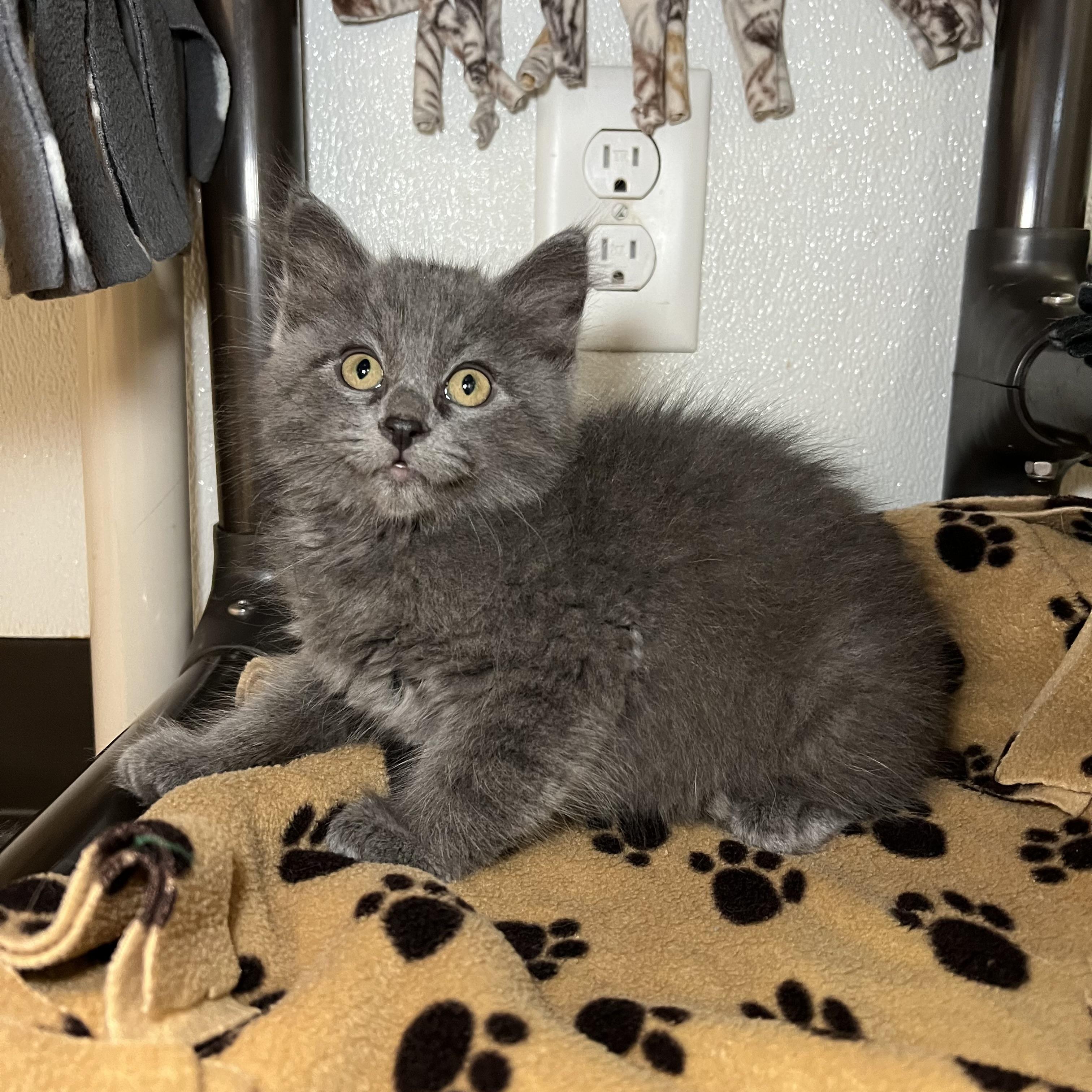 Enlarge Maclean, a Adopted Domestic Long Hair in Fairmont, MN image 2/6