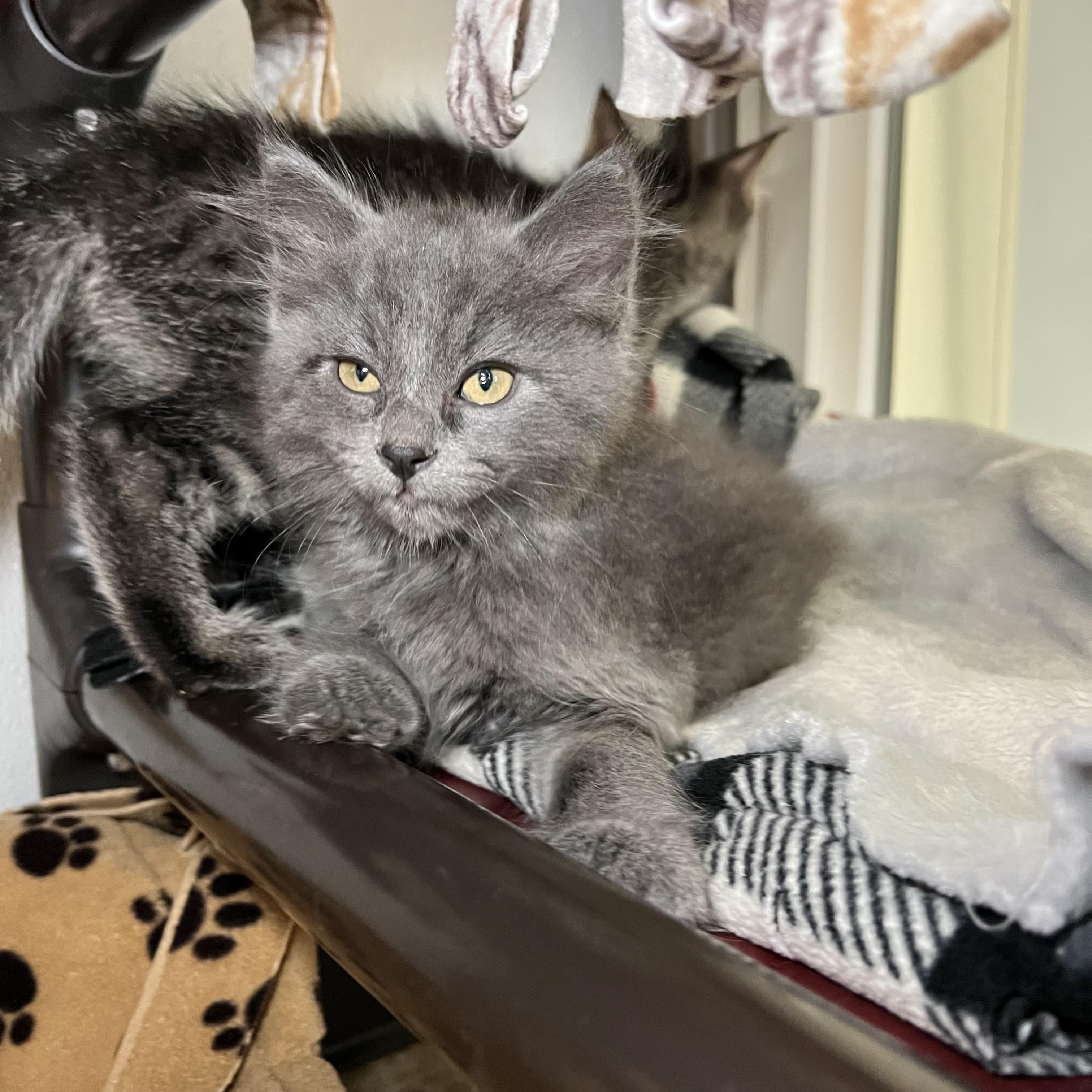 Enlarge Maclean, a Adopted Domestic Long Hair in Fairmont, MN image 4/6