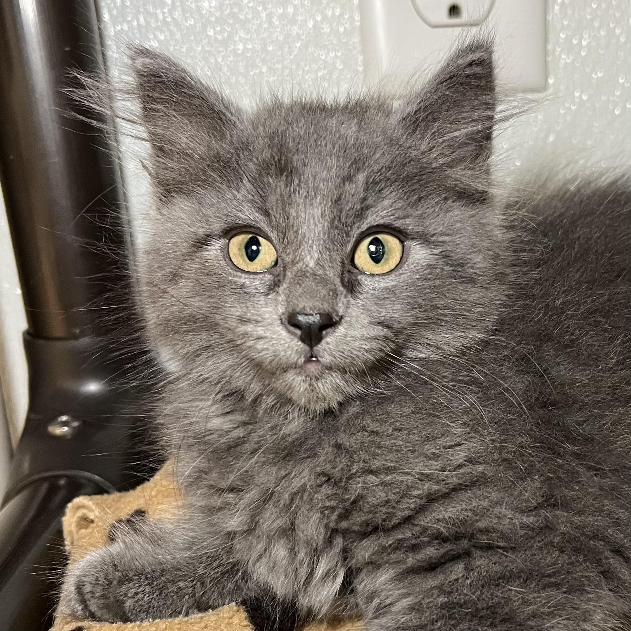 Enlarge Maclean, a Adopted Domestic Long Hair in Fairmont, MN image 5/6