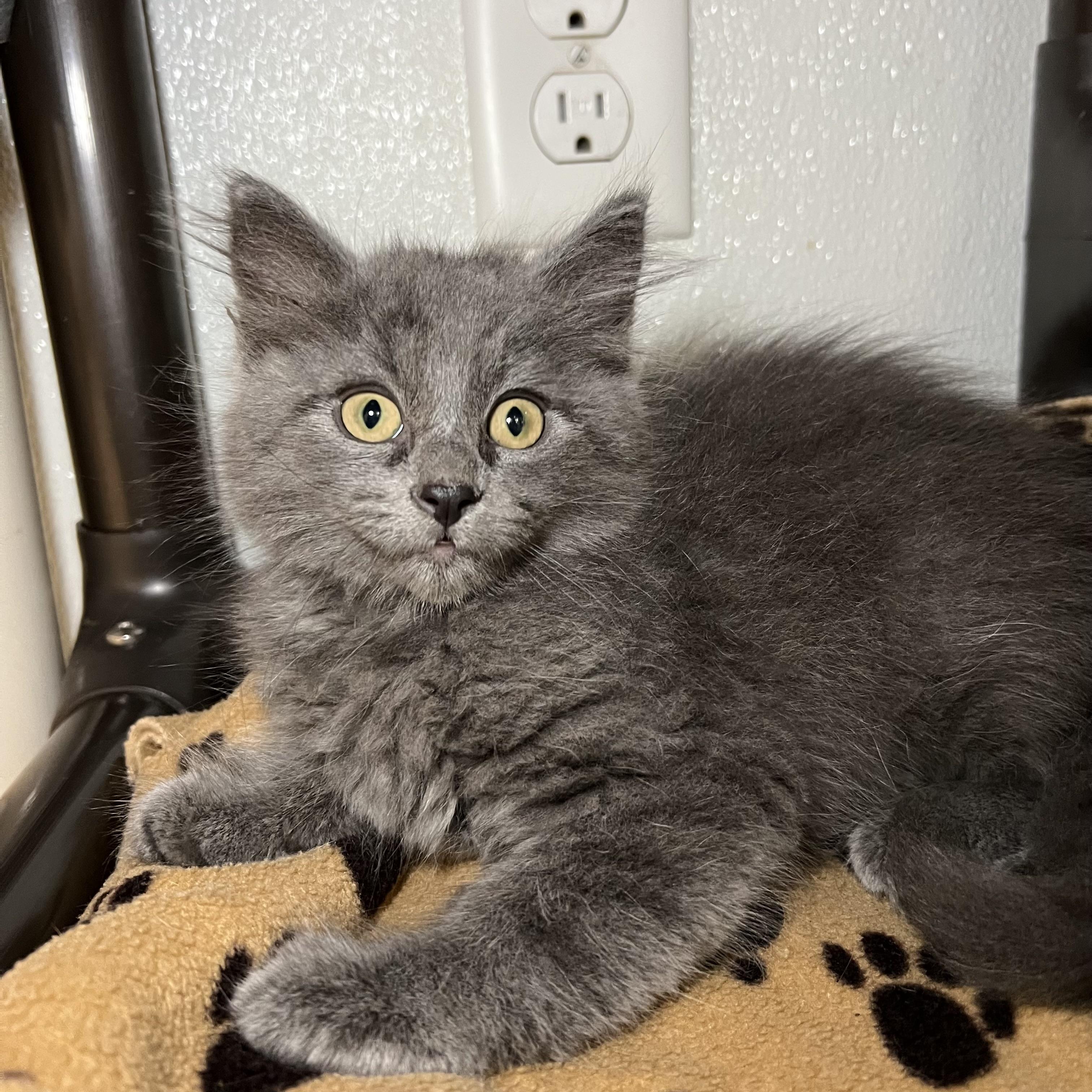 Enlarge Maclean, a Adopted Domestic Long Hair in Fairmont, MN image 6/6
