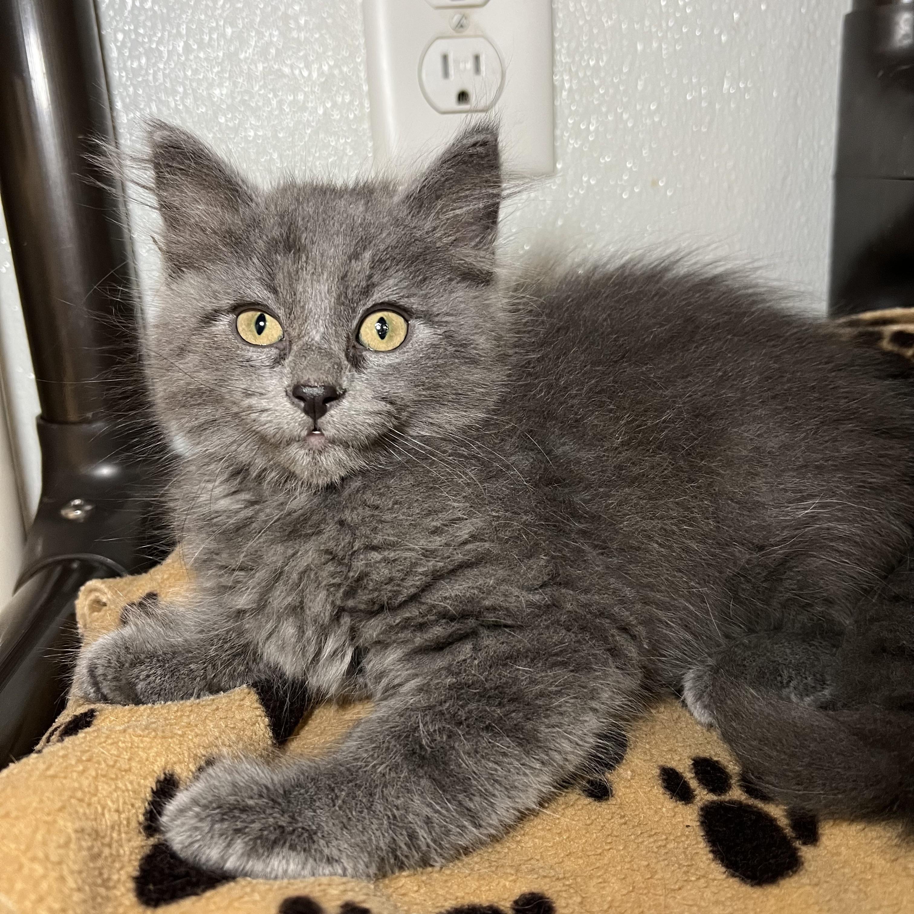 Maclean, Adopted, Kitten Male Domestic Long Hair.