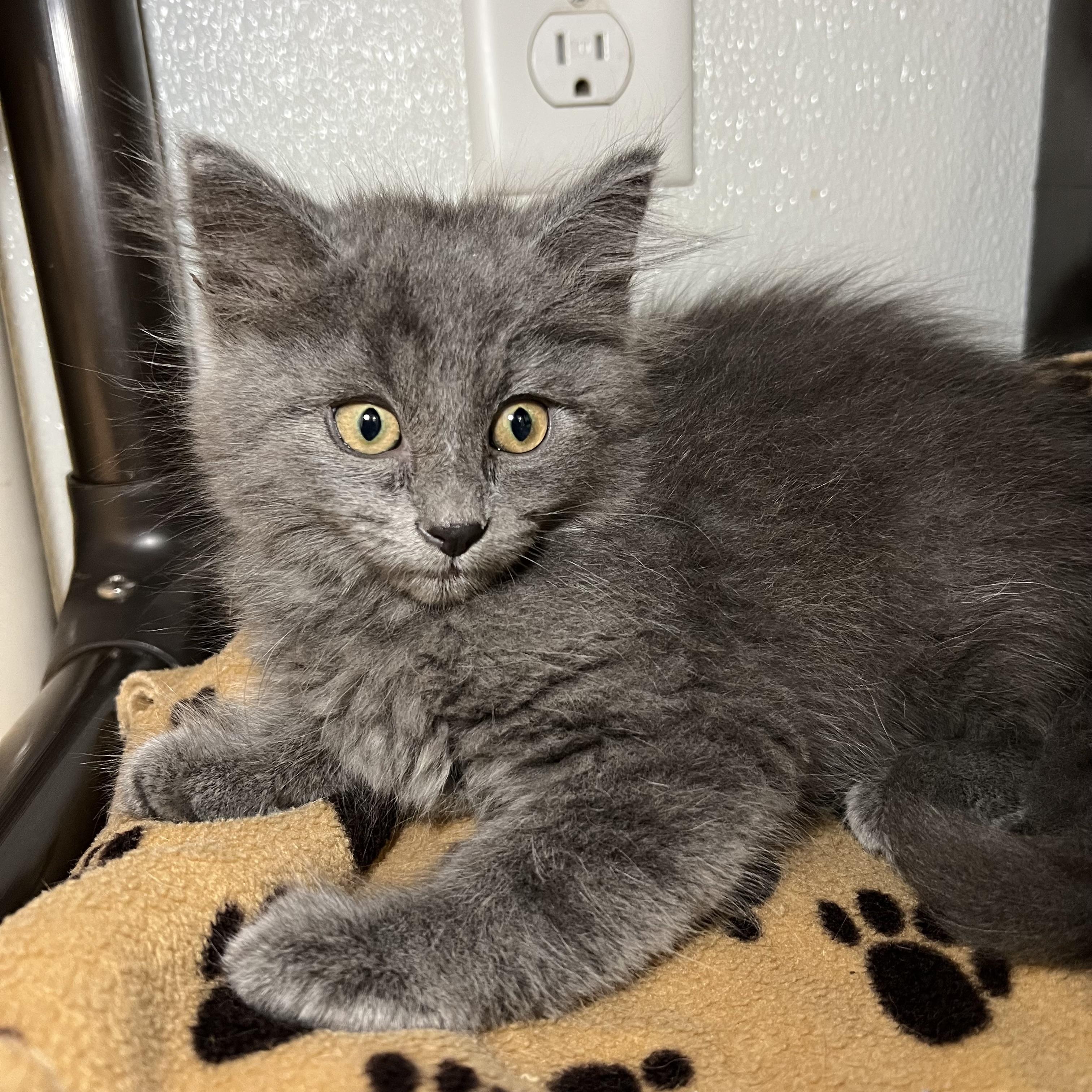 Enlarge Maclean, a Adopted Domestic Long Hair in Fairmont, MN image 3/6