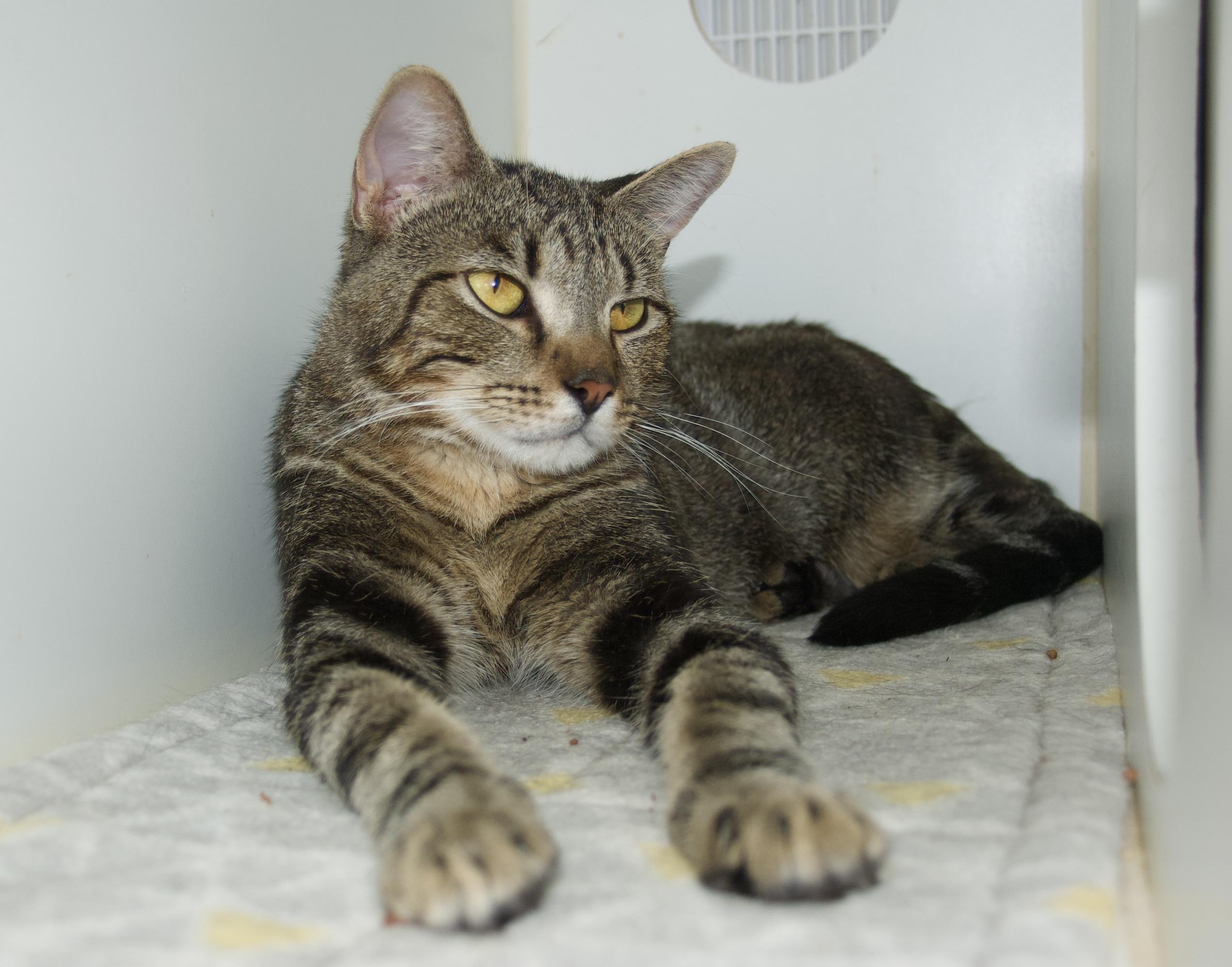 Bonkers, a Adoptable Domestic Medium Hair in Grass Valley, CA image 6/6