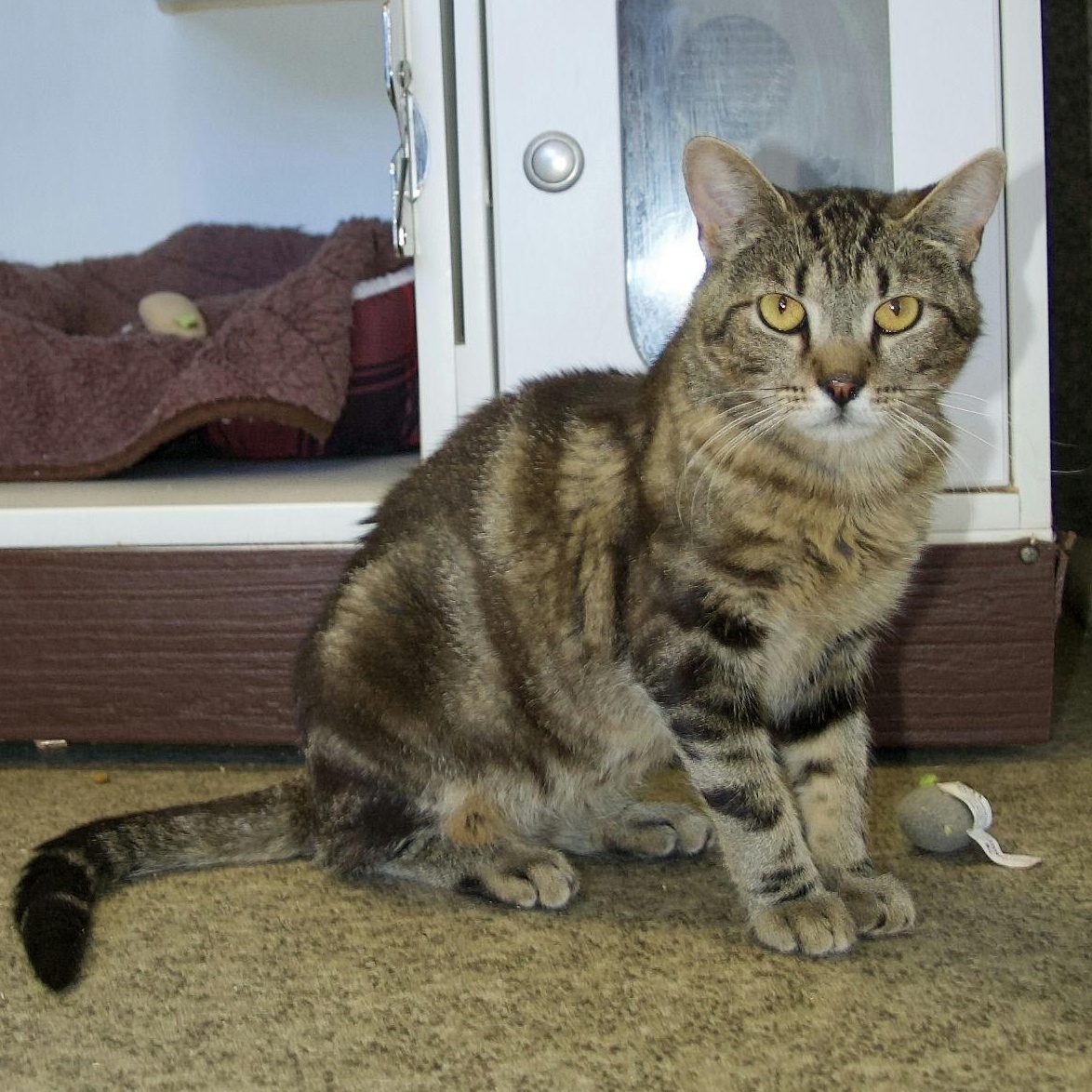 Bonkers, a Adoptable Domestic Medium Hair in Grass Valley, CA image 2/6