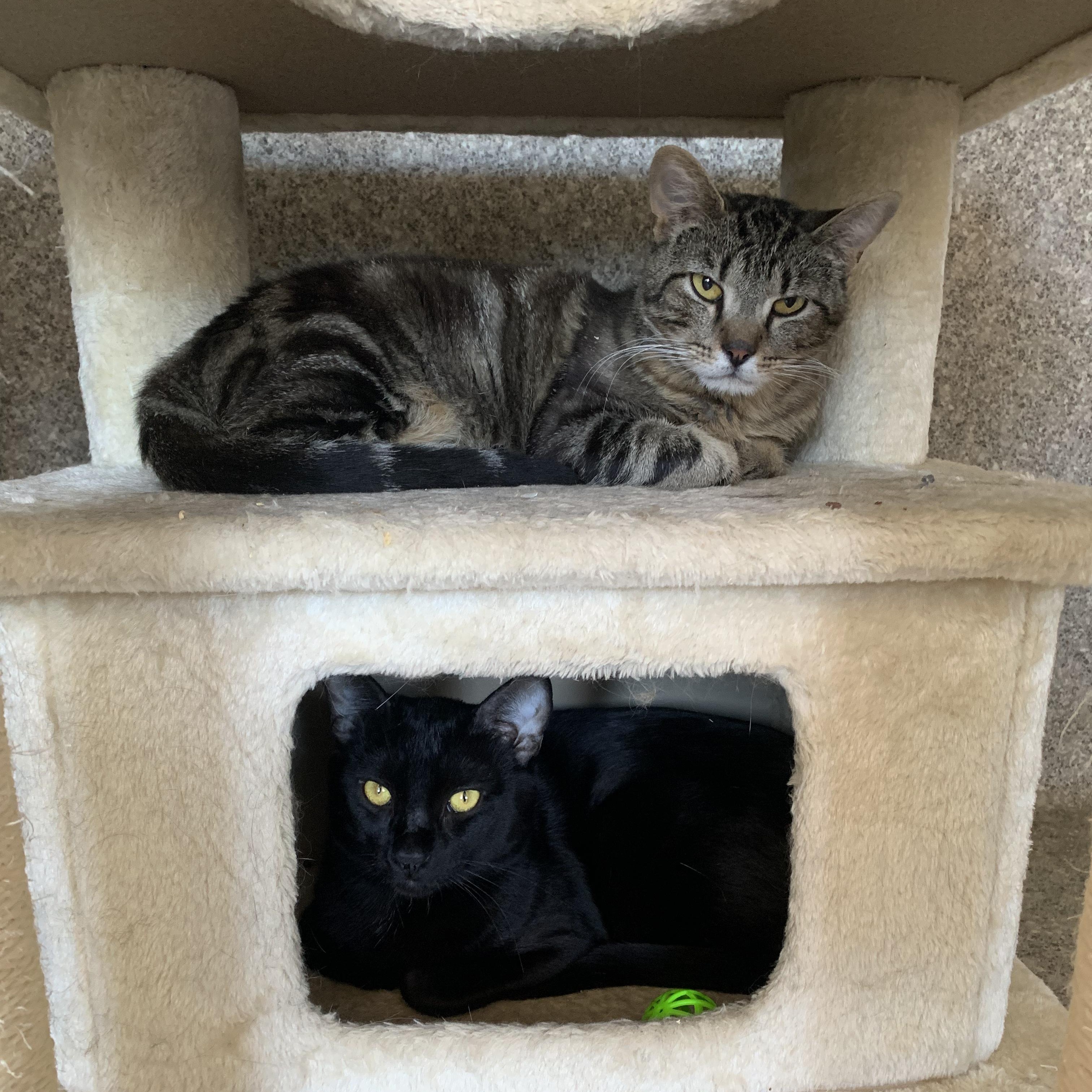 Bonkers, a Adoptable Domestic Medium Hair in Grass Valley, CA image 5/6