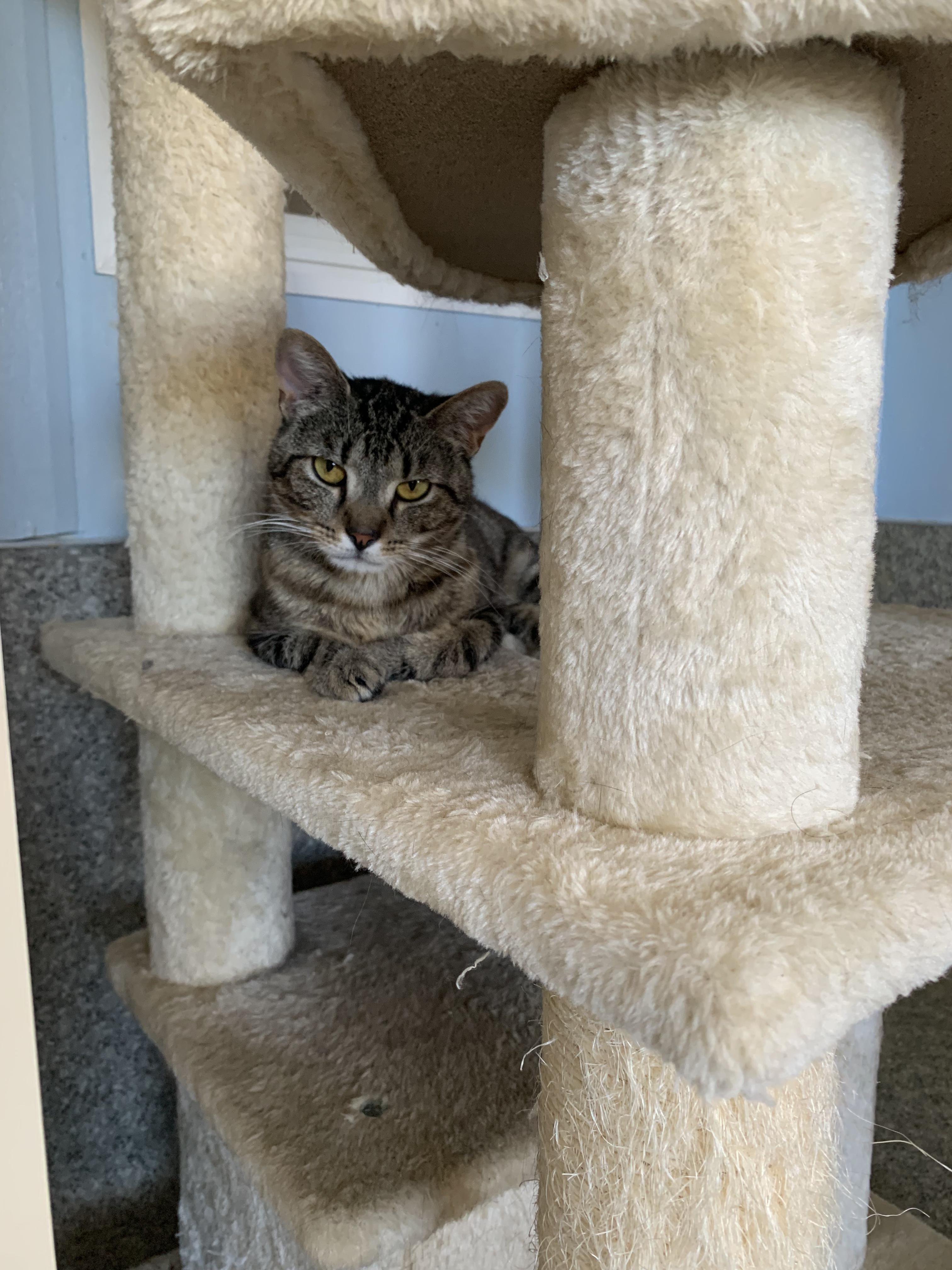 Bonkers, a Adoptable Domestic Medium Hair in Grass Valley, CA image 3/6