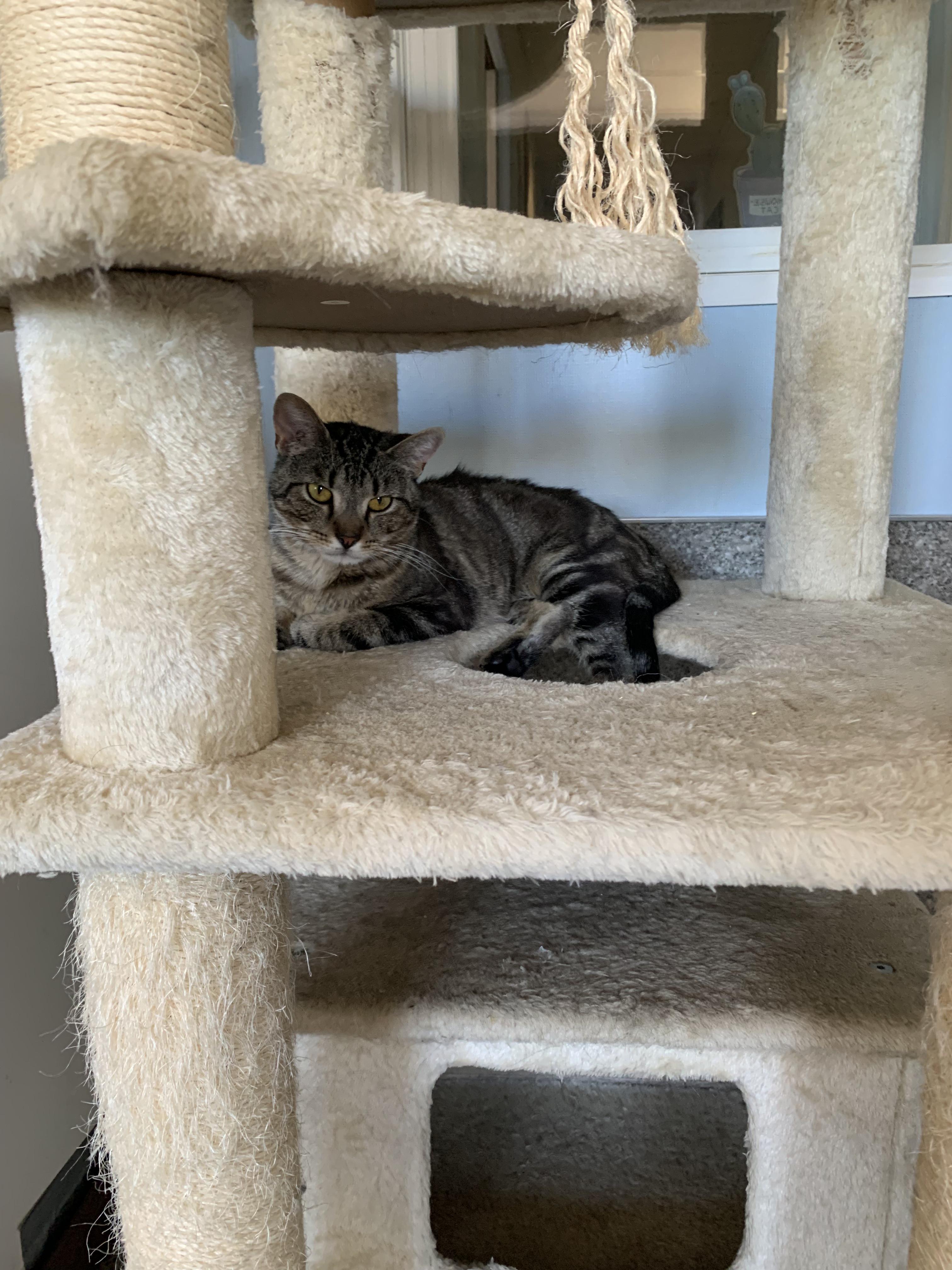 Bonkers, a Adoptable Domestic Medium Hair in Grass Valley, CA image 4/6