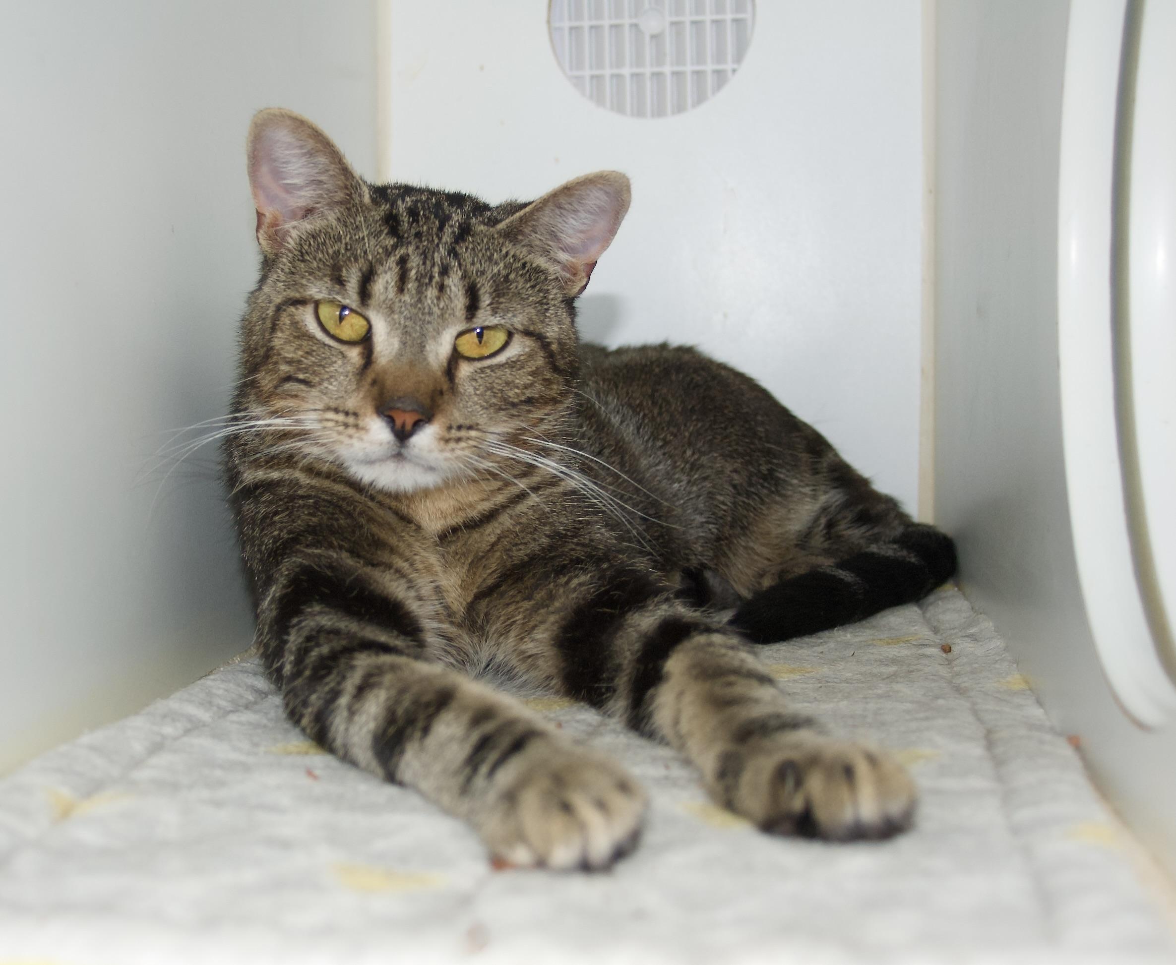 Bonkers, a Adoptable Domestic Medium Hair in Grass Valley, CA image 1/6