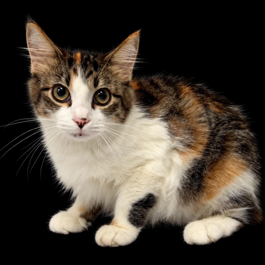 Janey *AVAILABLE IN FOSTER*, Adoptable, Kitten Female Domestic Long Hair.