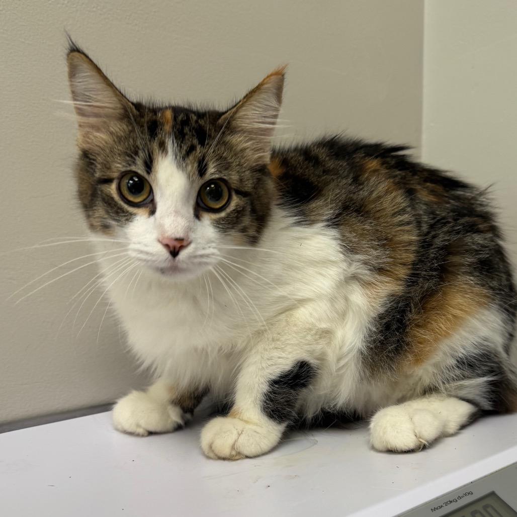 Enlarge Janey *AVAILABLE IN FOSTER*, a Adoptable Domestic Long Hair in Columbiana, AL image 2/2
