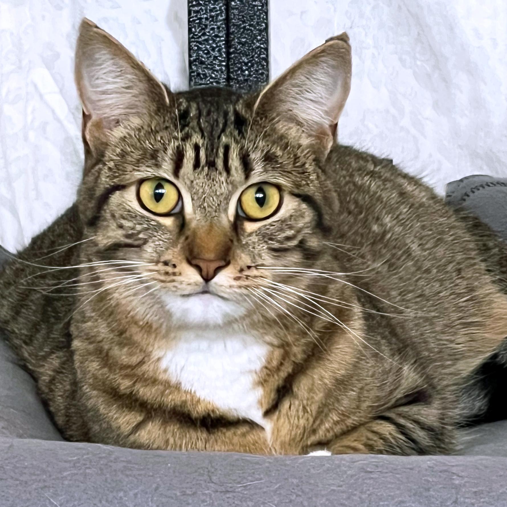 Mei Mei, ADOPTABLE, Young Female Domestic Short Hair.