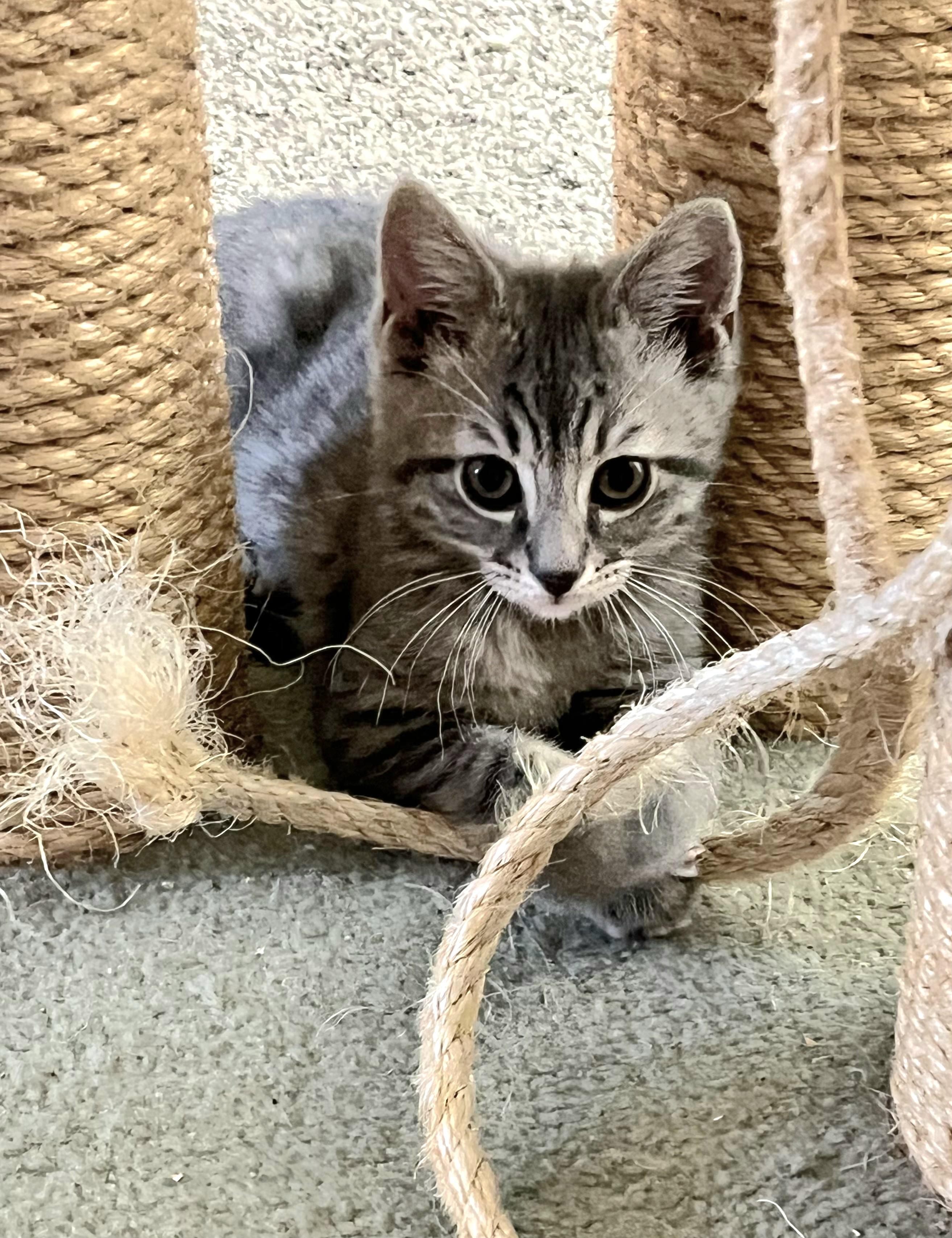 Enlarge Liam, an adopted Domestic Short Hair in Whitehall, PA image 2/4