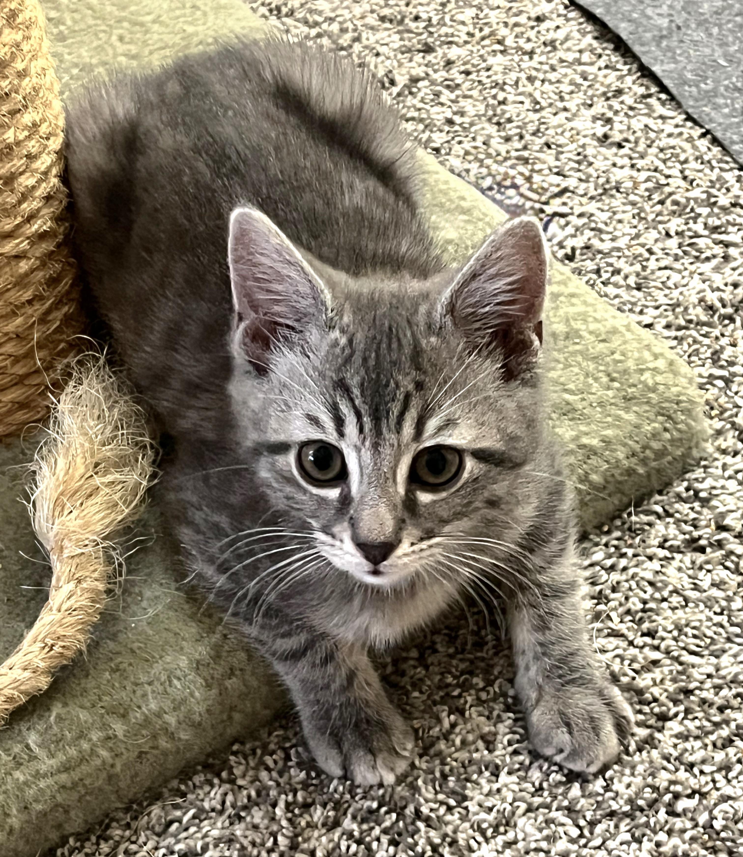 Enlarge Liam, an adopted Domestic Short Hair in Whitehall, PA image 1/4