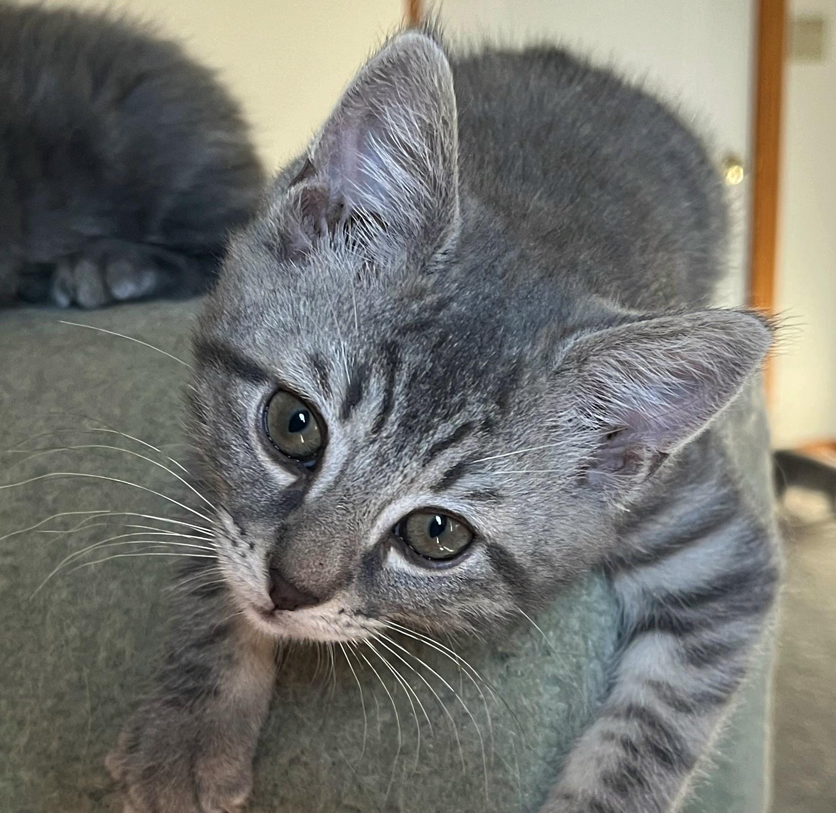 Enlarge Liam, an adopted Domestic Short Hair in Whitehall, PA image 3/4