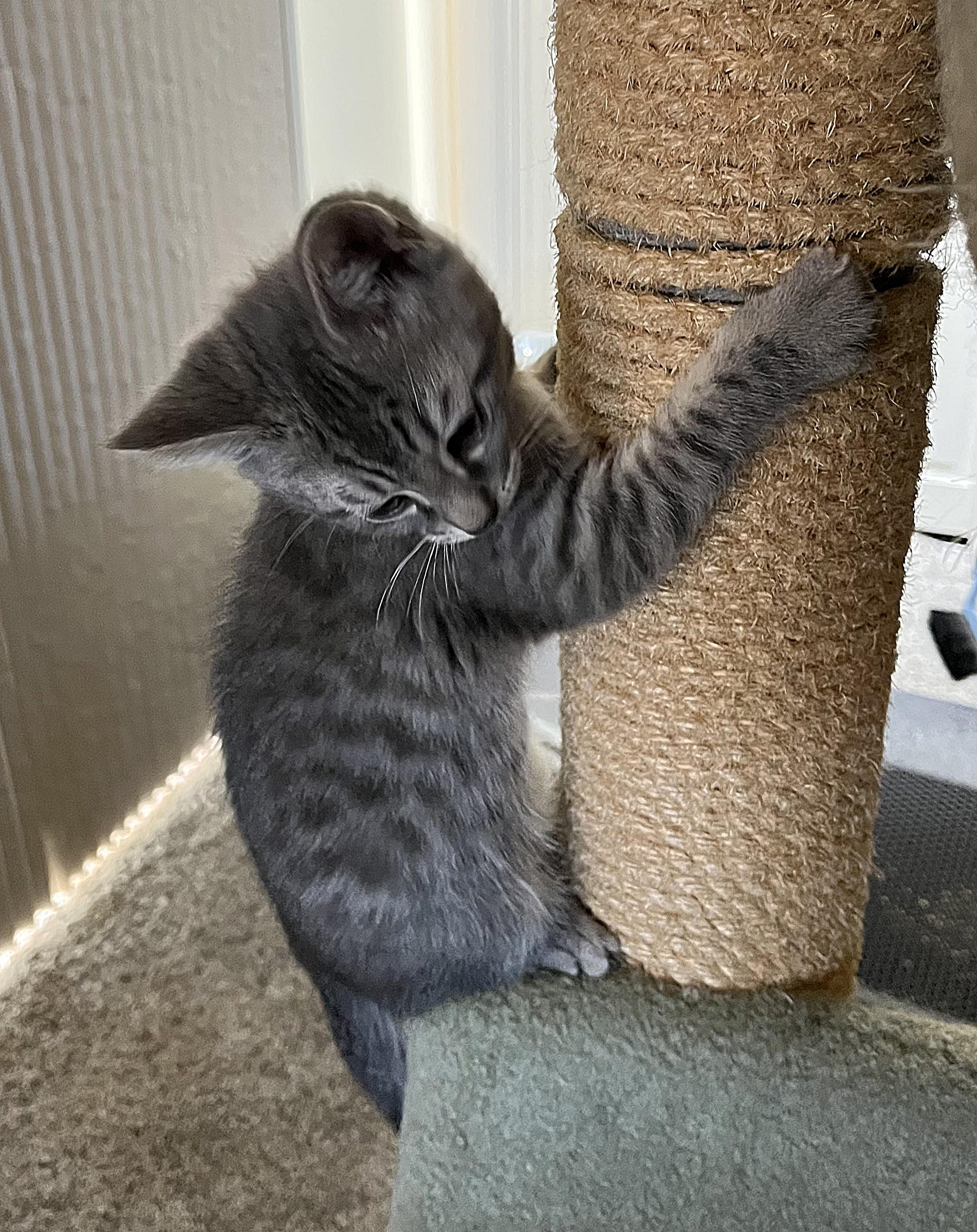 Enlarge Liam, an adopted Domestic Short Hair in Whitehall, PA image 4/4