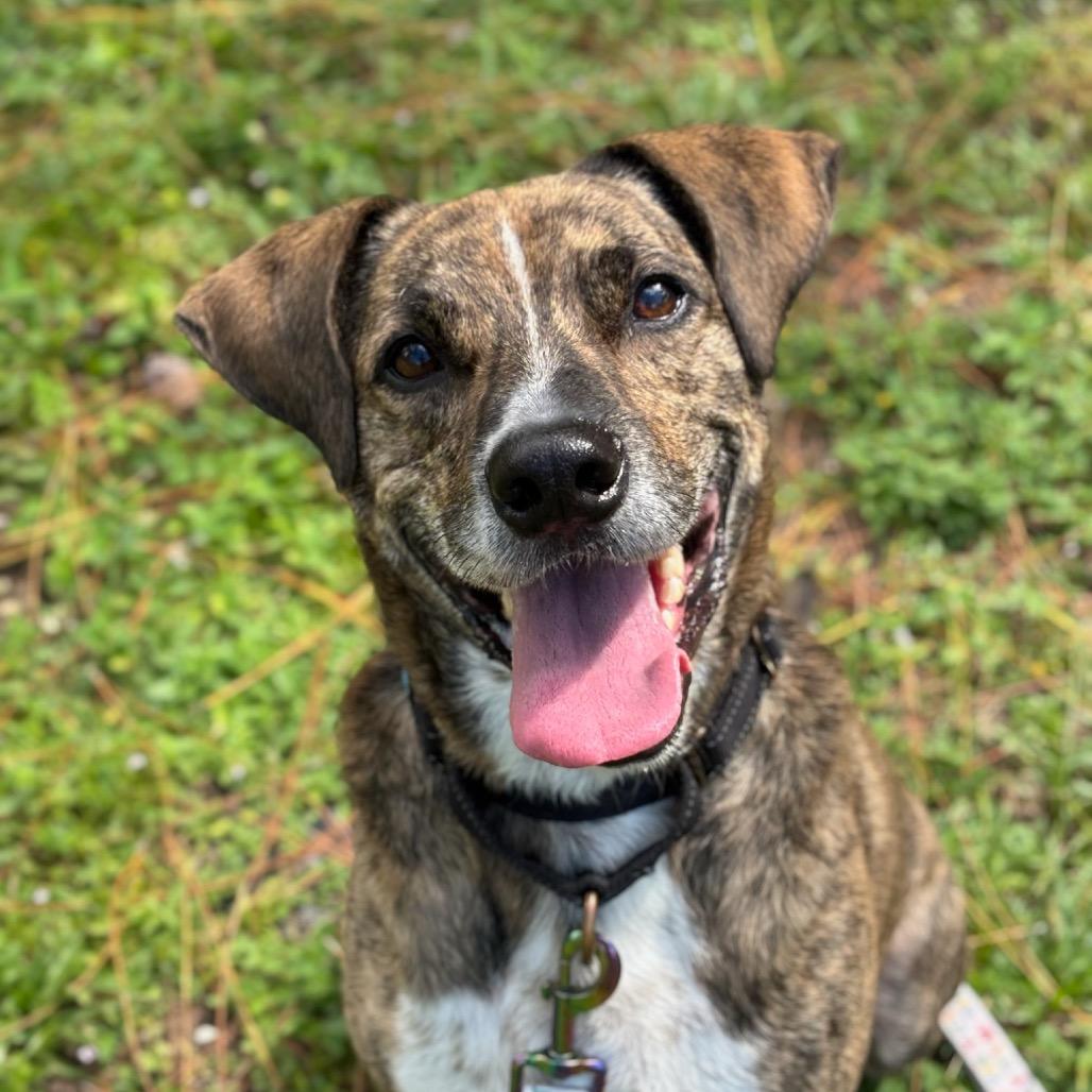 Zorro, Adoptable, Senior Male Mixed Breed.