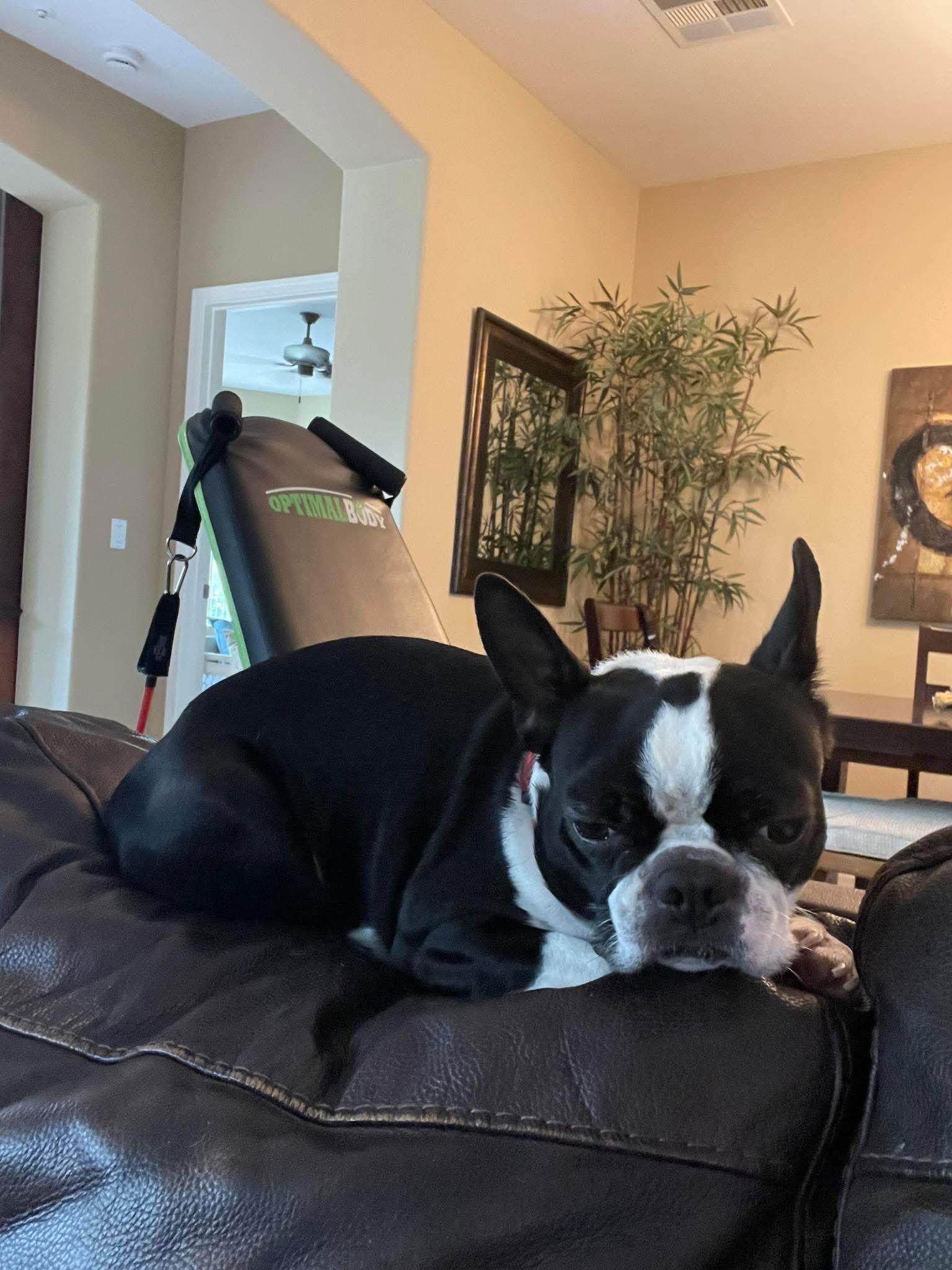 Maggie, Adopted, Adult Female Boston Terrier.