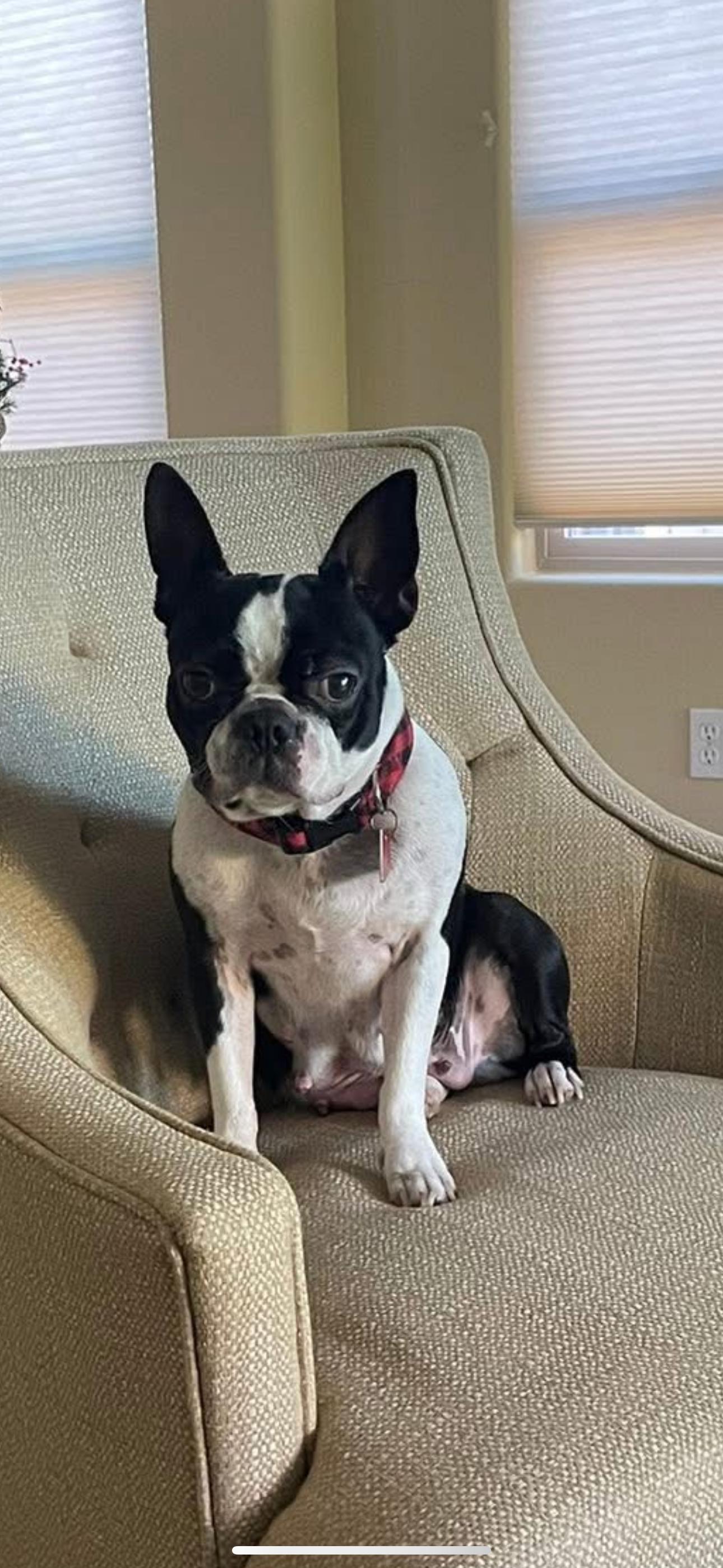 Enlarge Maggie, a Adopted Boston Terrier in Scottsdale, AZ image 2/3