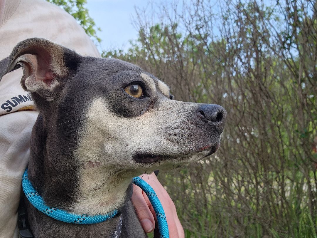 Enlarge Pico, a Adopted mixed breed in Willoughby, OH image 1/14