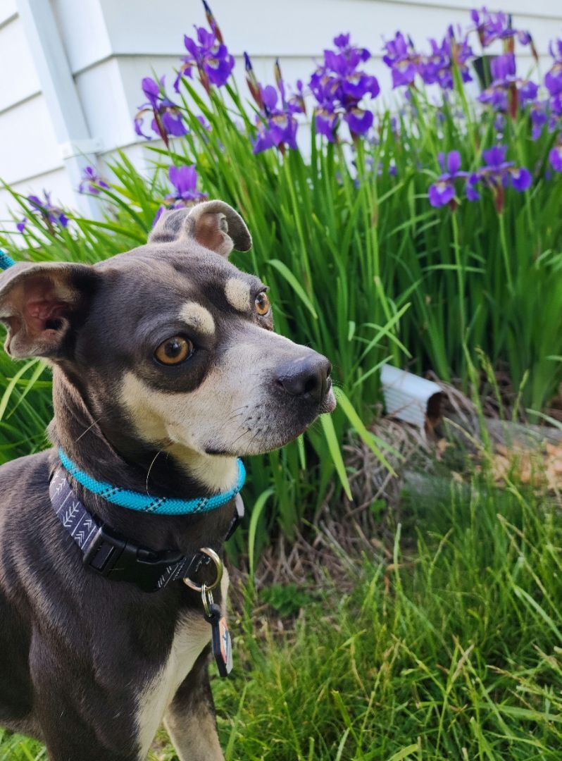 Enlarge Pico, a Adopted mixed breed in Willoughby, OH image 3/14