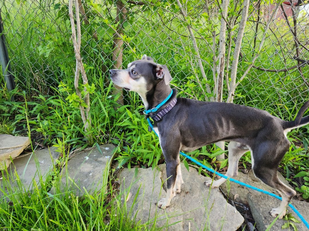 Enlarge Pico, a Adopted mixed breed in Willoughby, OH image 5/14