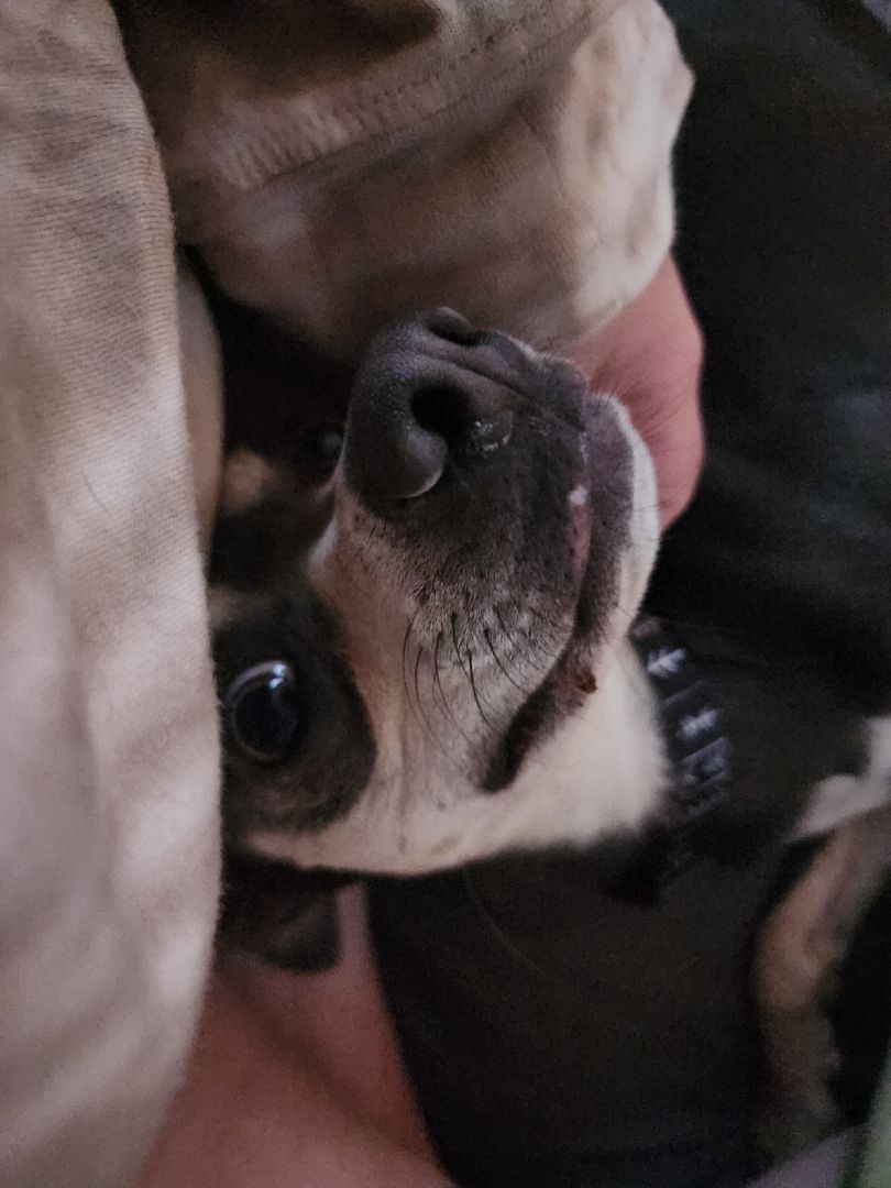 Enlarge Pico, a Adopted mixed breed in Willoughby, OH image 6/14