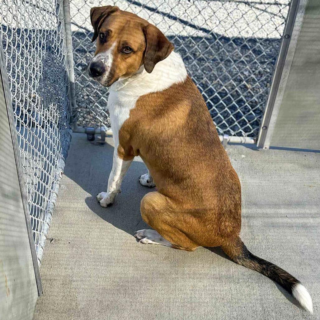 Enlarge Raoul, a Adoptable mixed breed in Marion, VA image 1/6