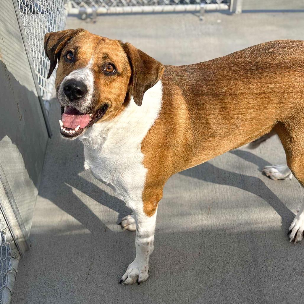 Enlarge Raoul, a Adoptable mixed breed in Marion, VA image 5/6