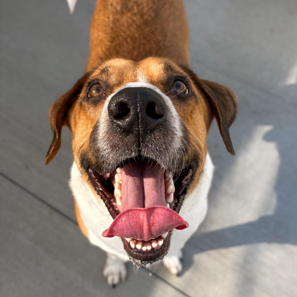 Enlarge Raoul, a Adoptable mixed breed in Marion, VA image 6/6