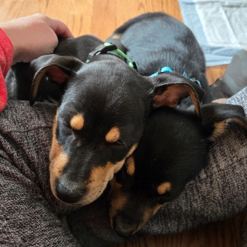 Enlarge Confetti, a Adoptable mixed breed in St. Charles, IL image 1/6